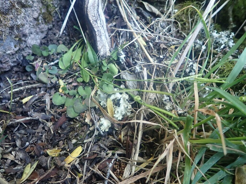 Cardamine grandiscapa photo 4
