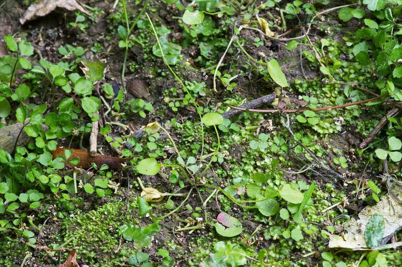 Cardamine grandiscapa photo 5