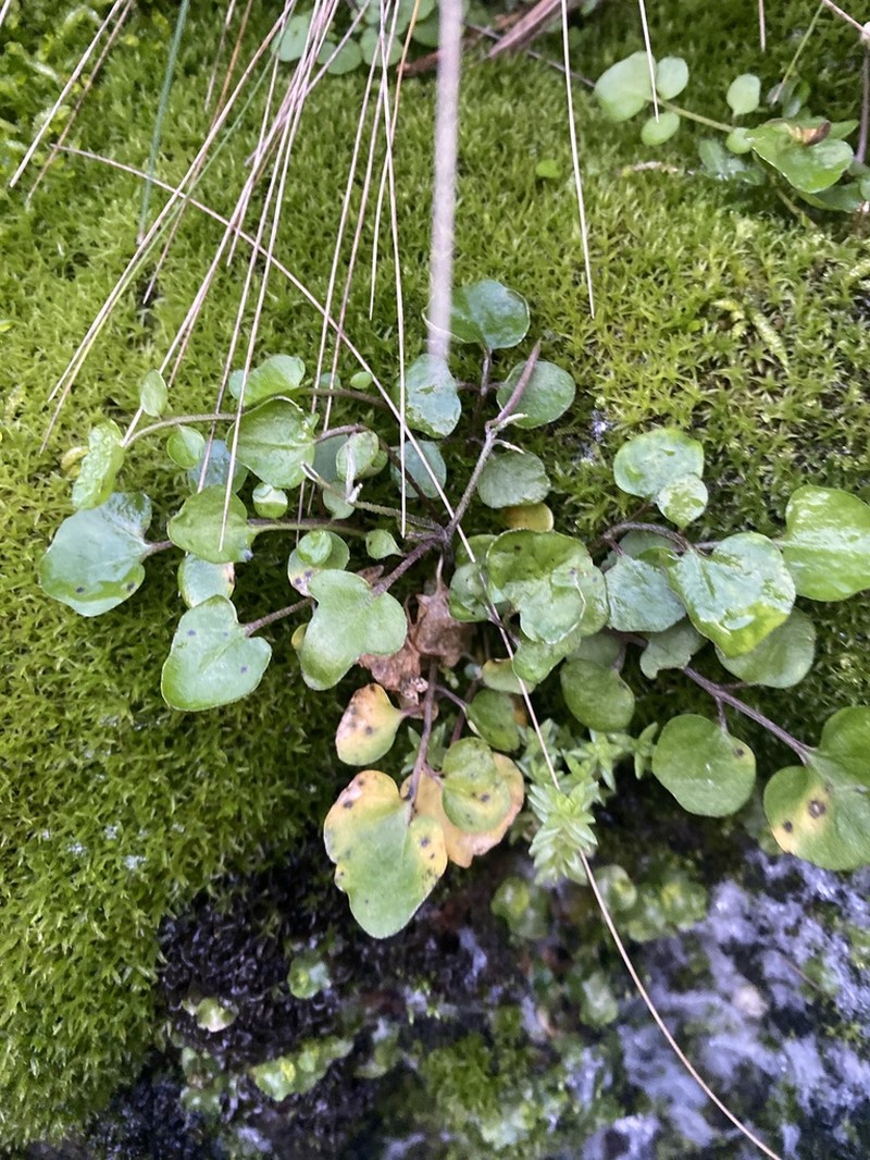 Cardamine grandiscapa photo 6