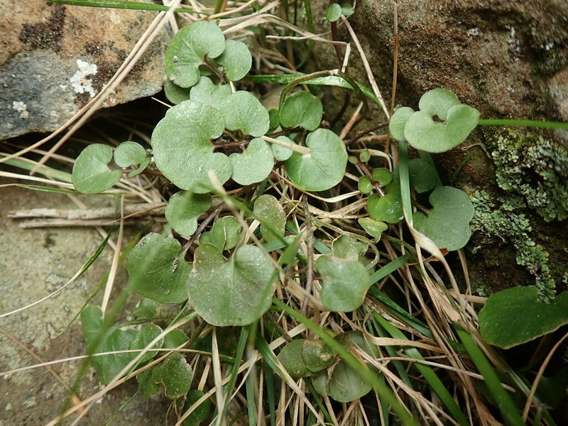 Cardamine grandiscapa photo 8