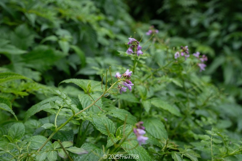 Cardamine griffithii photo 3