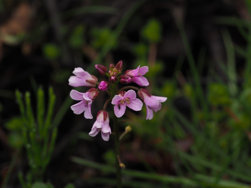 Cardamine griffithii photo 4