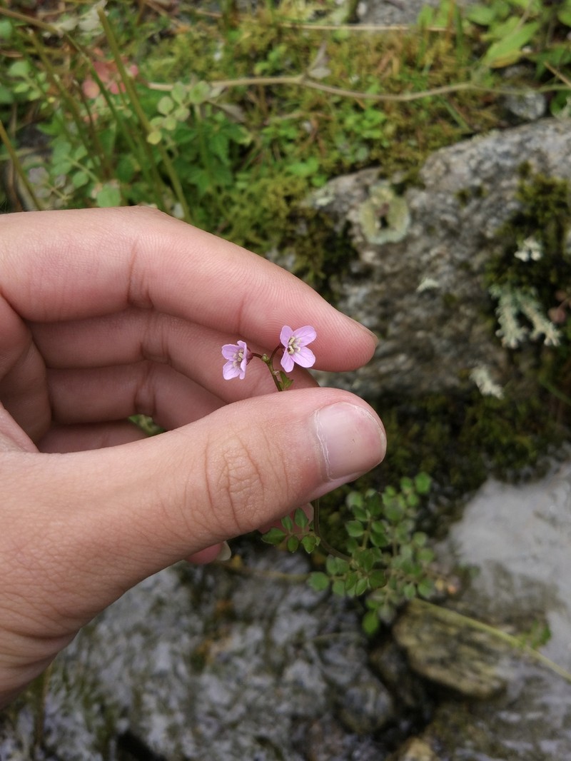 Cardamine griffithii photo 5