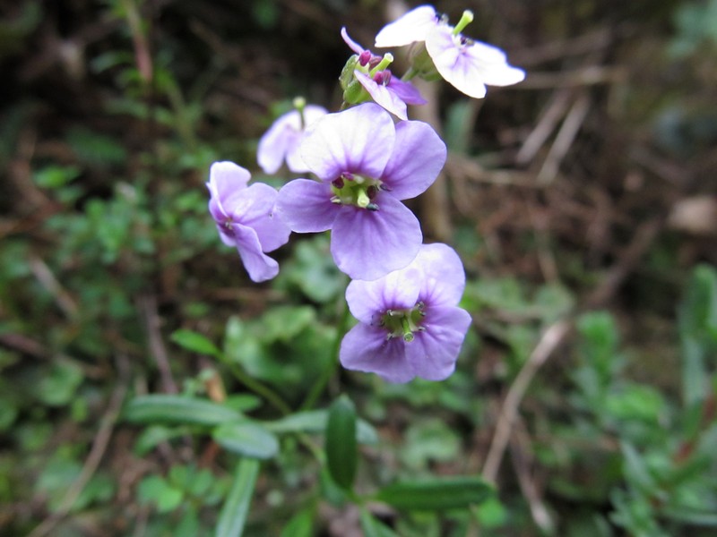 Cardamine griffithii photo 6