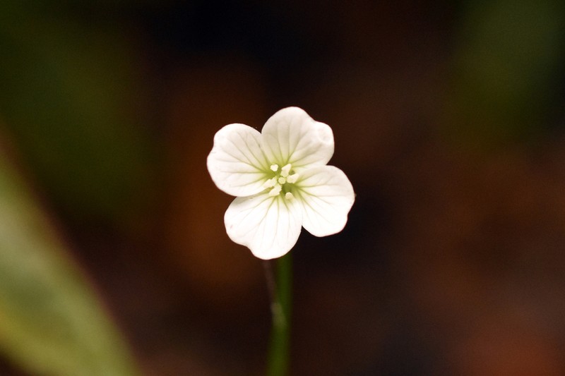 Cardamine guatemalensis
