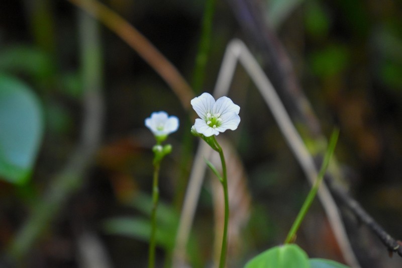 Cardamine guatemalensis photo 2