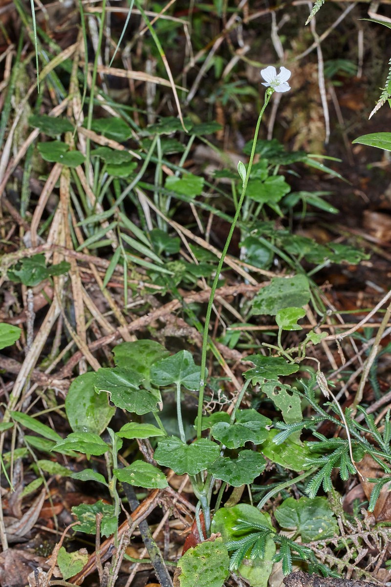 Cardamine guatemalensis photo 5
