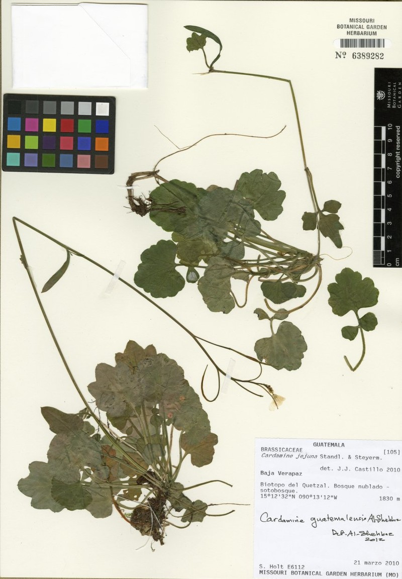 Cardamine guatemalensis photo 6