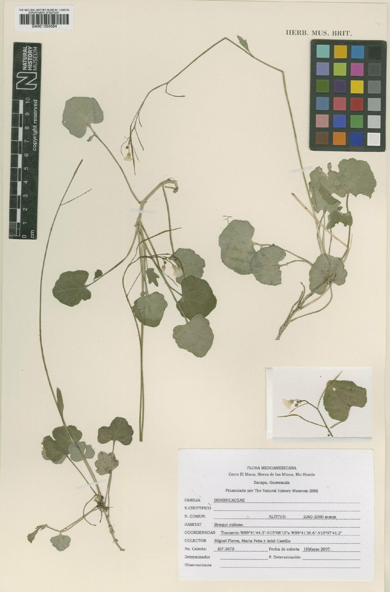Cardamine guatemalensis photo 7