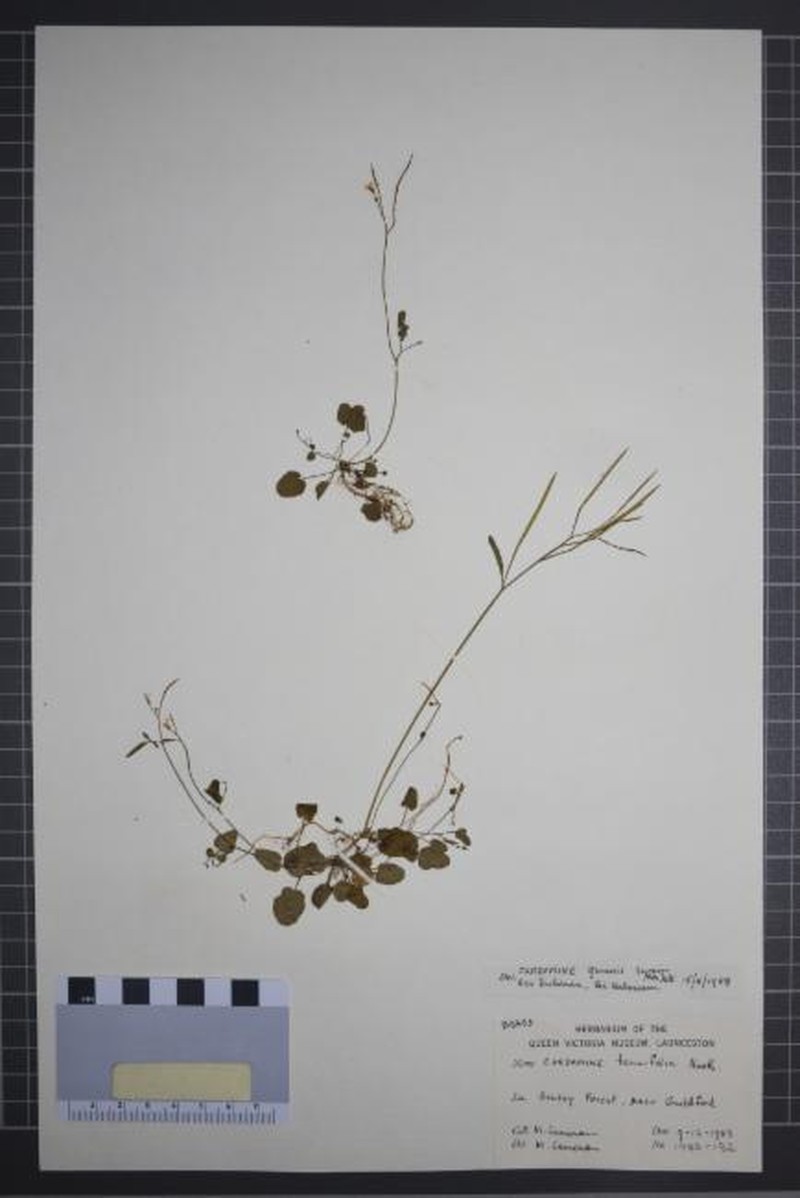 Cardamine gunnii