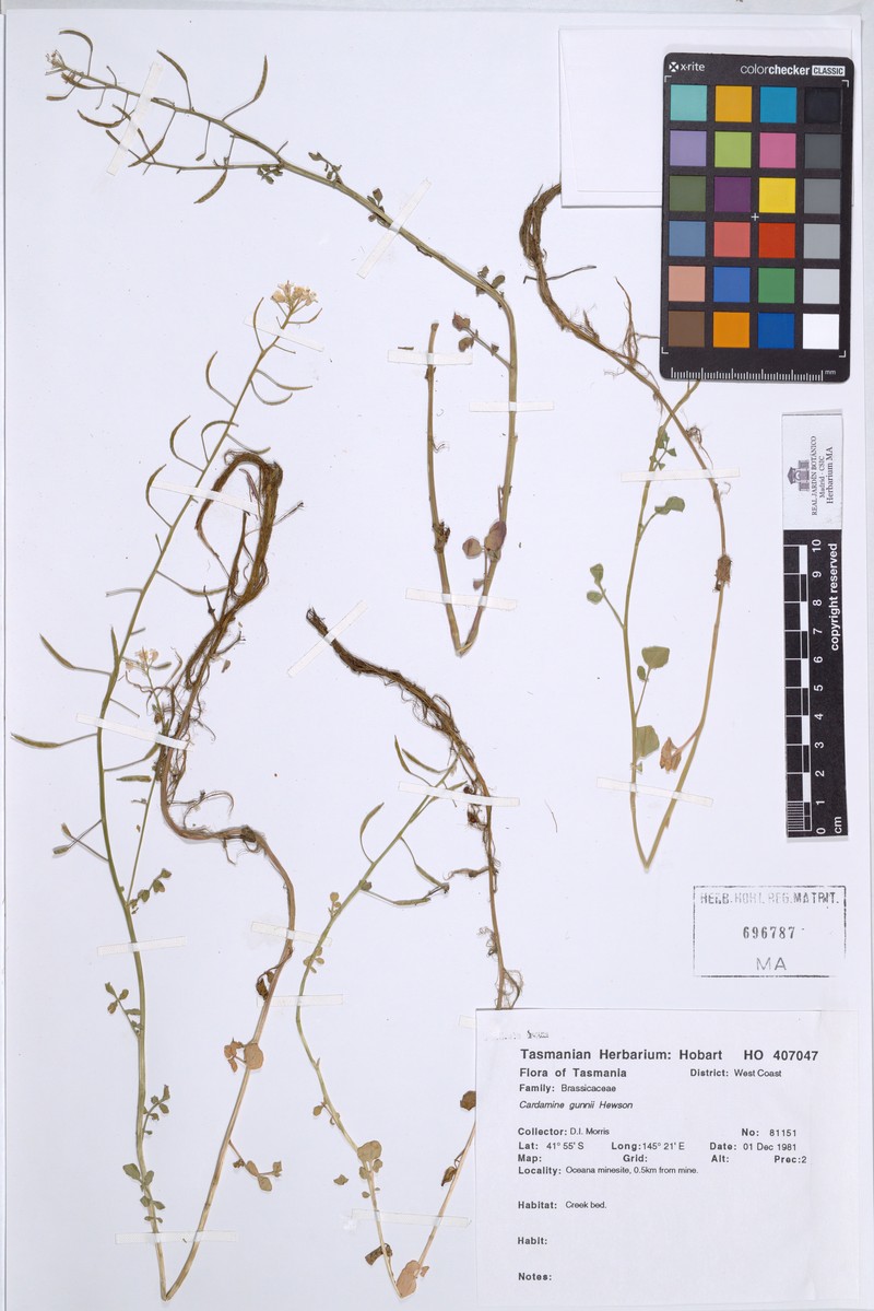 Cardamine gunnii photo 3
