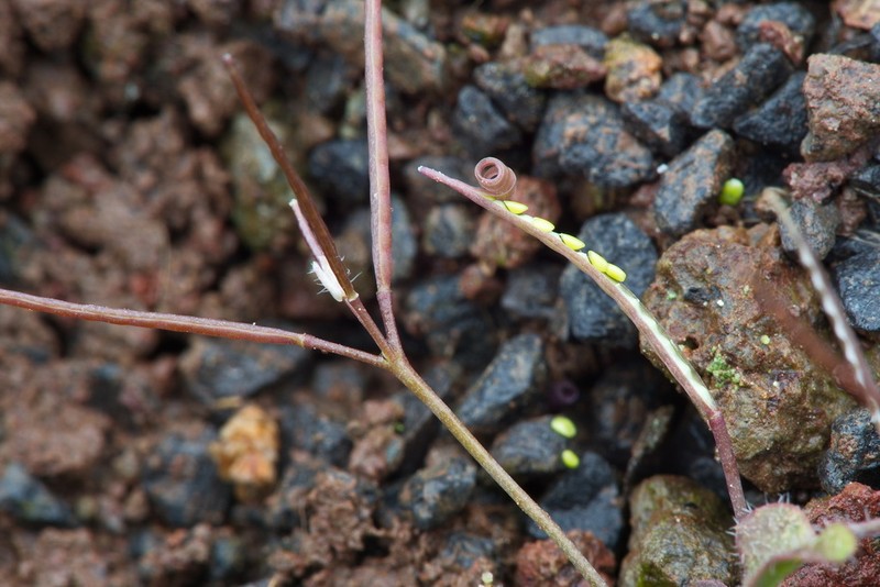 Cardamine heleniae
