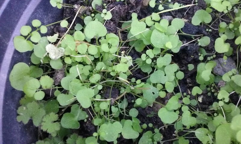 Cardamine heleniae photo 2