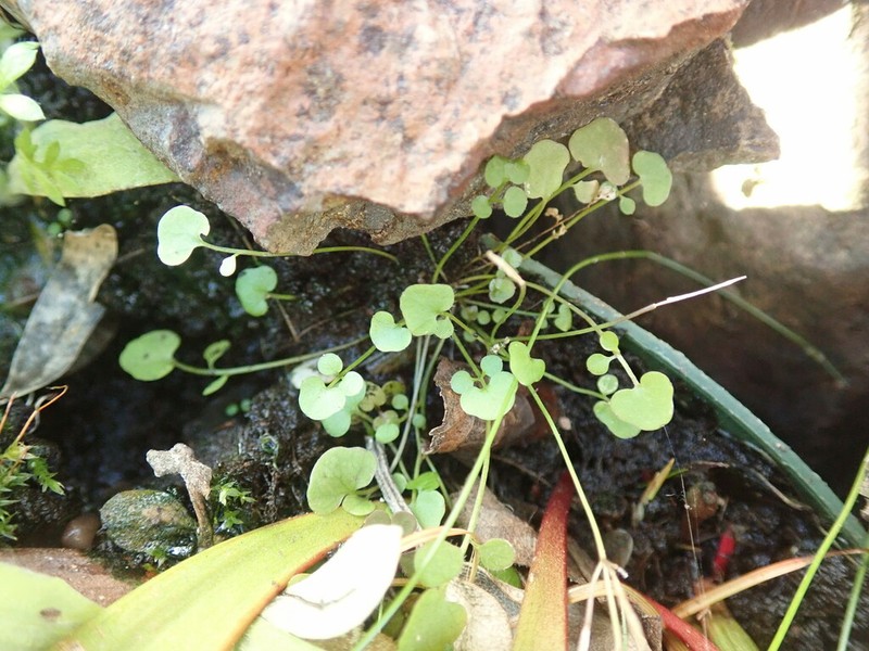 Cardamine heleniae photo 3