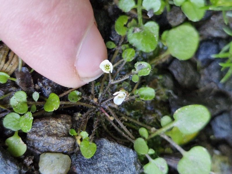 Cardamine heleniae photo 4