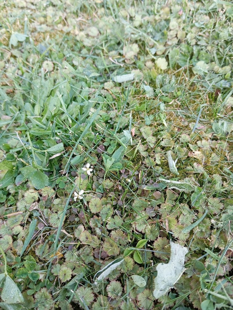 Cardamine heleniae photo 5