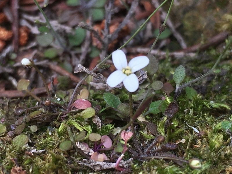 Cardamine heleniae photo 6