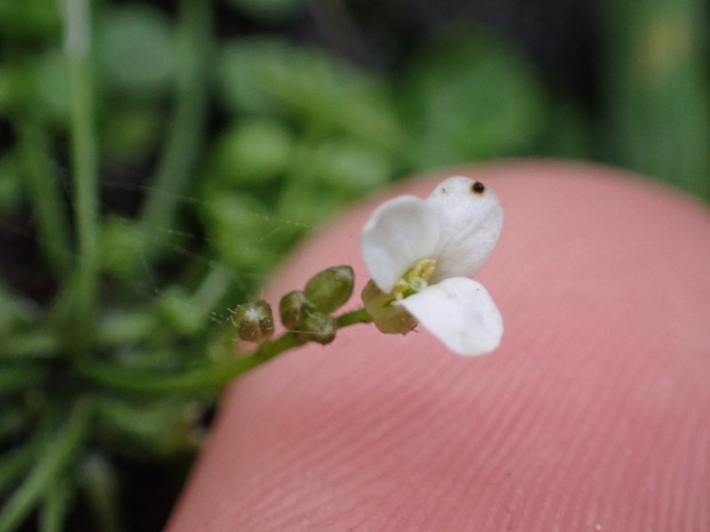 Cardamine heleniae photo 7