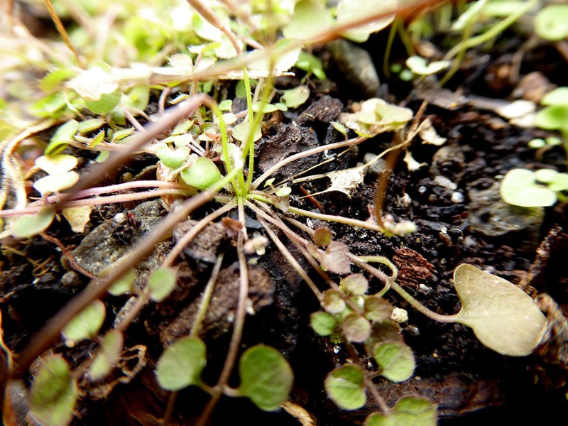 Cardamine heleniae photo 8