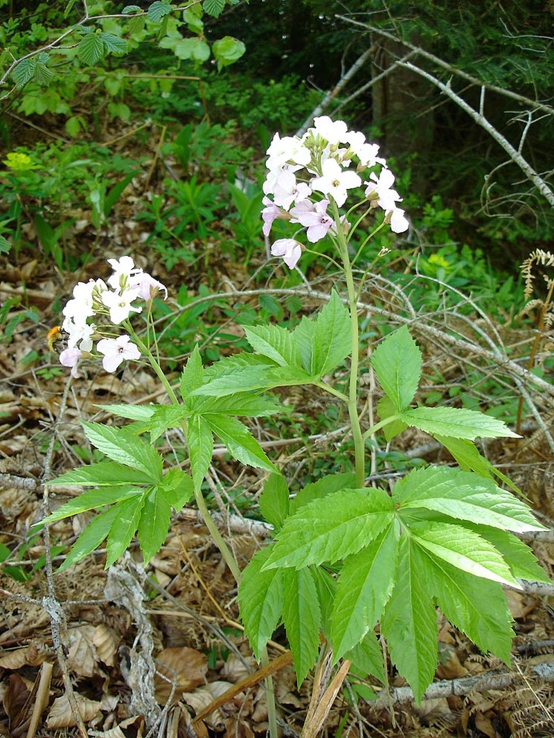 Cardamine heptaphylla photo 2