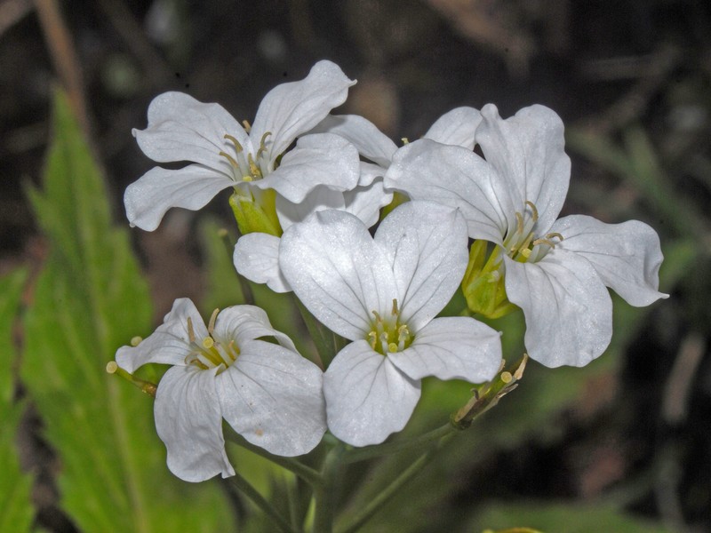 Cardamine heptaphylla photo 3