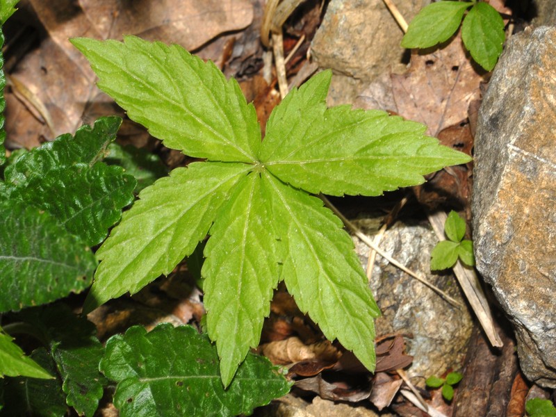 Cardamine heptaphylla photo 4