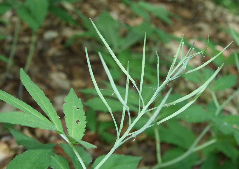 Cardamine heptaphylla photo 5