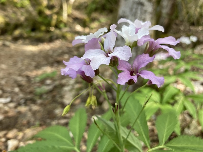 Cardamine heptaphylla photo 6