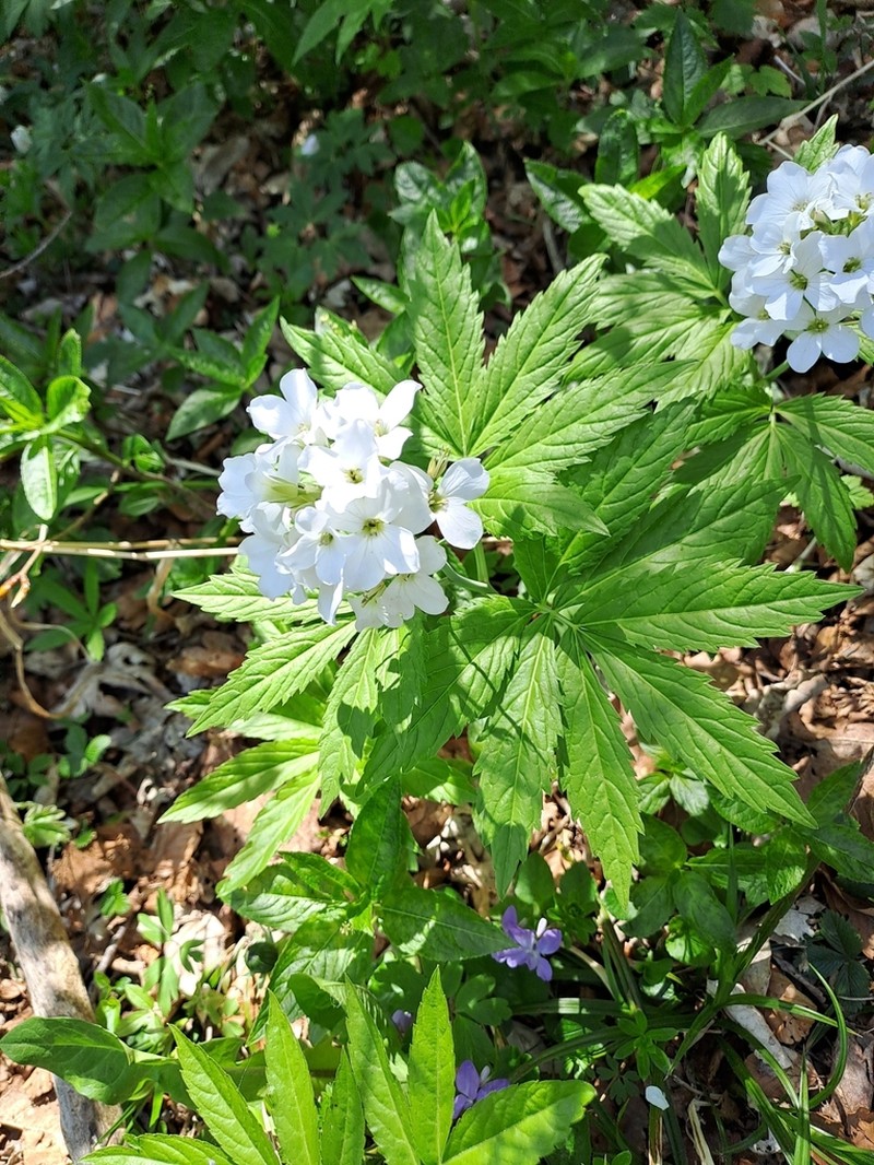 Cardamine heptaphylla photo 7