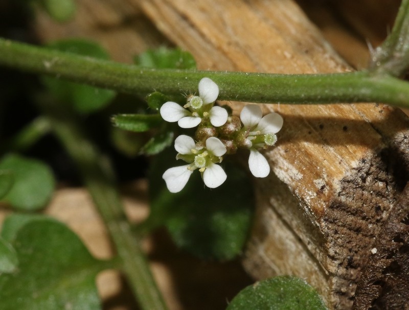 Hairy Bittercress photo 7