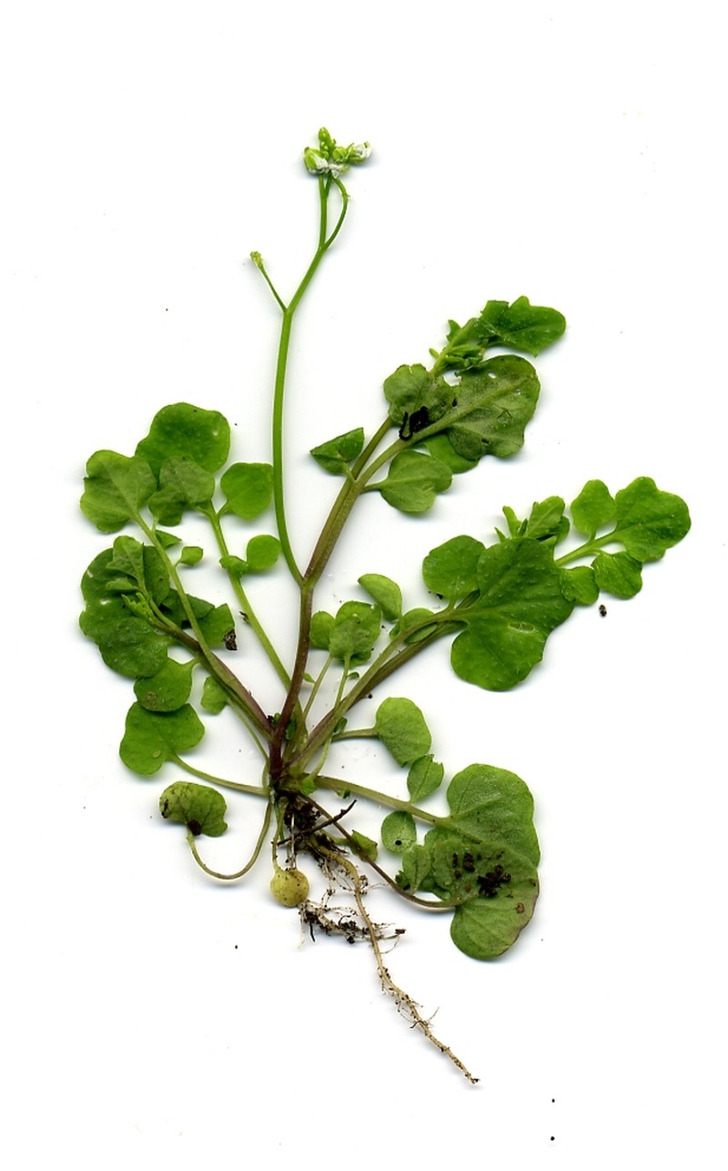 Hairy Bittercress photo 2