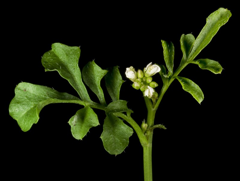 Hairy Bittercress photo 3