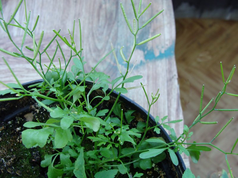 Hairy Bittercress photo 4