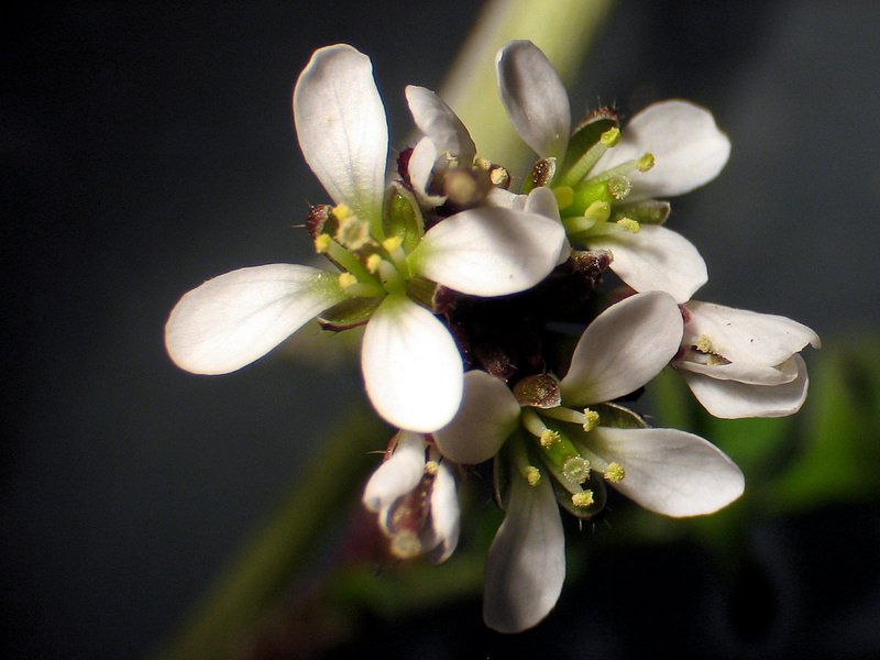 Hairy Bittercress photo 5