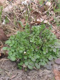 Hairy Bittercress
