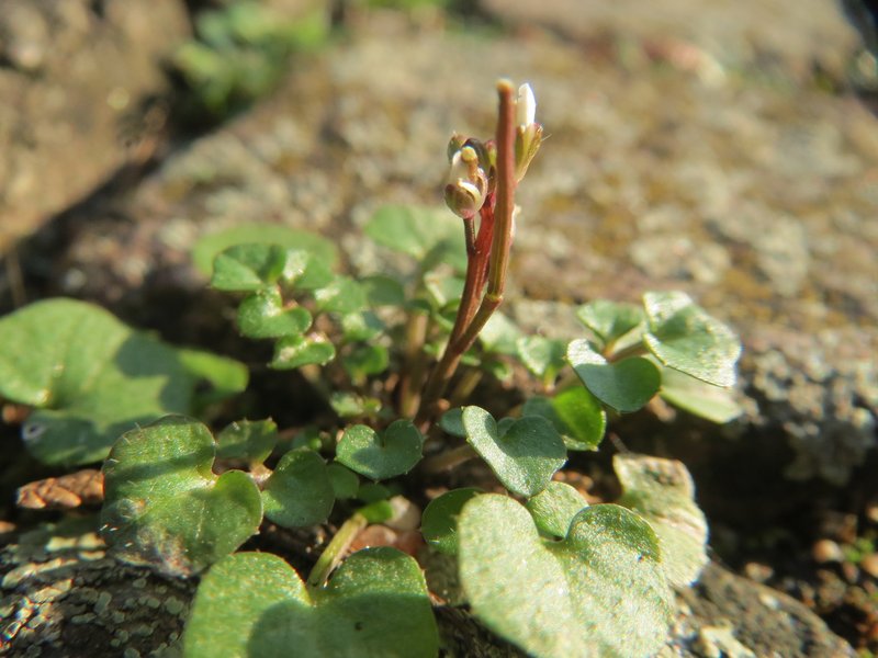 Hairy Bittercress photo 8
