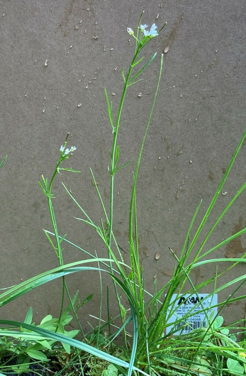 Cardamine holmgrenii photo 3