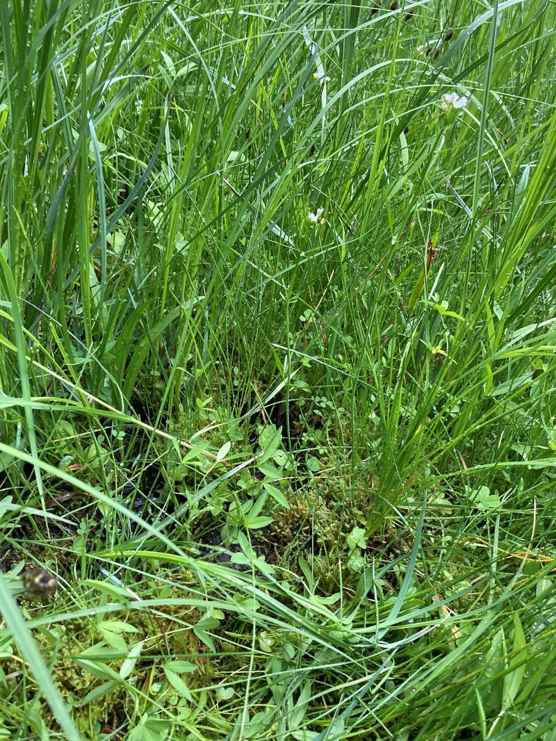 Cardamine holmgrenii photo 4