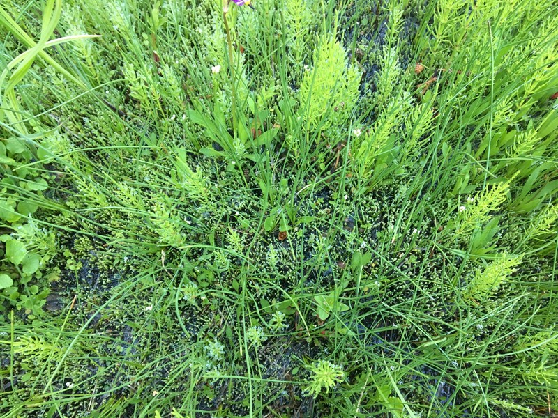 Cardamine holmgrenii photo 6