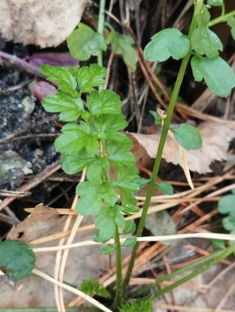 Narrowleaf Bittercress photo 2