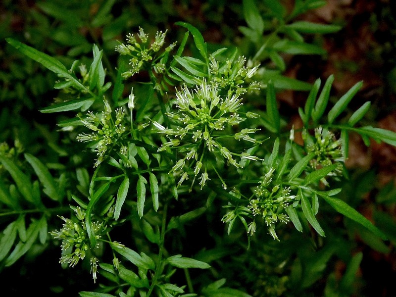 Narrowleaf Bittercress photo 3