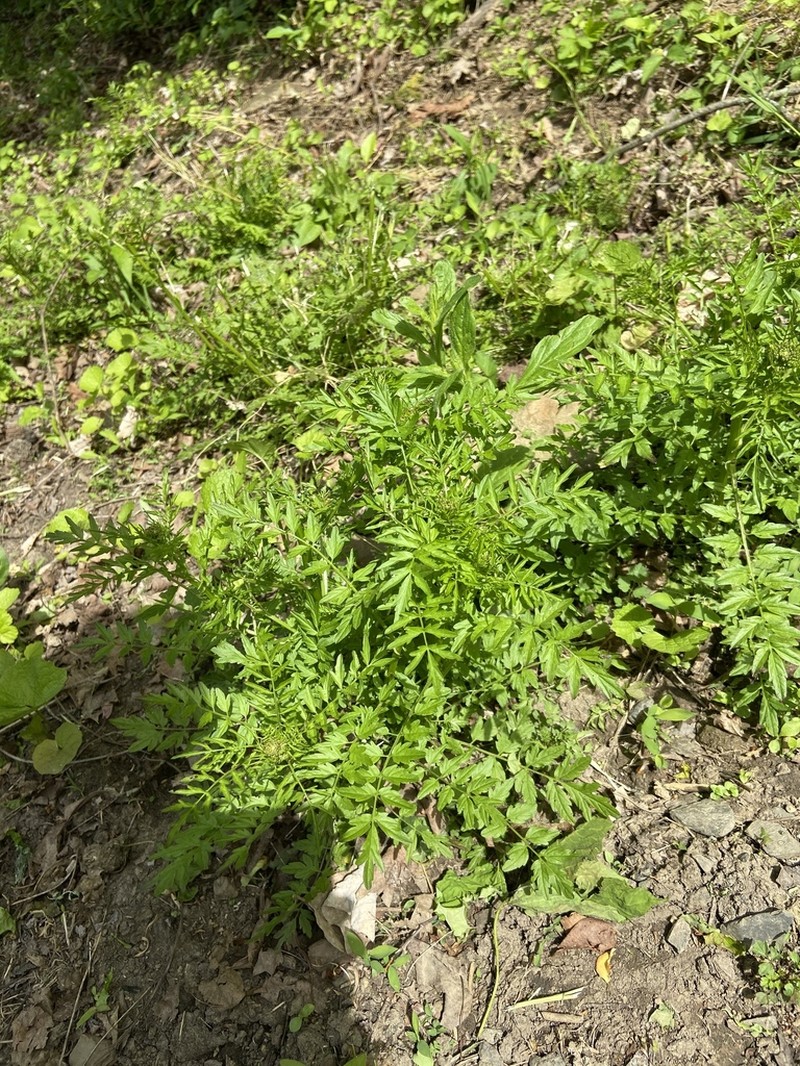 Narrowleaf Bittercress photo 4