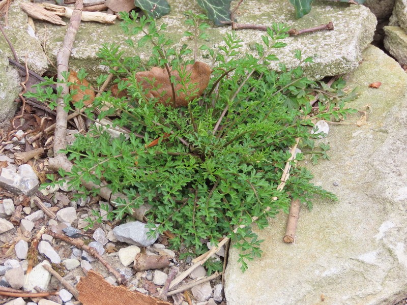 Narrowleaf Bittercress photo 6