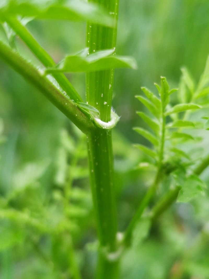 Narrowleaf Bittercress photo 7