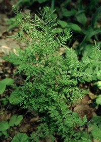 Narrowleaf Bittercress