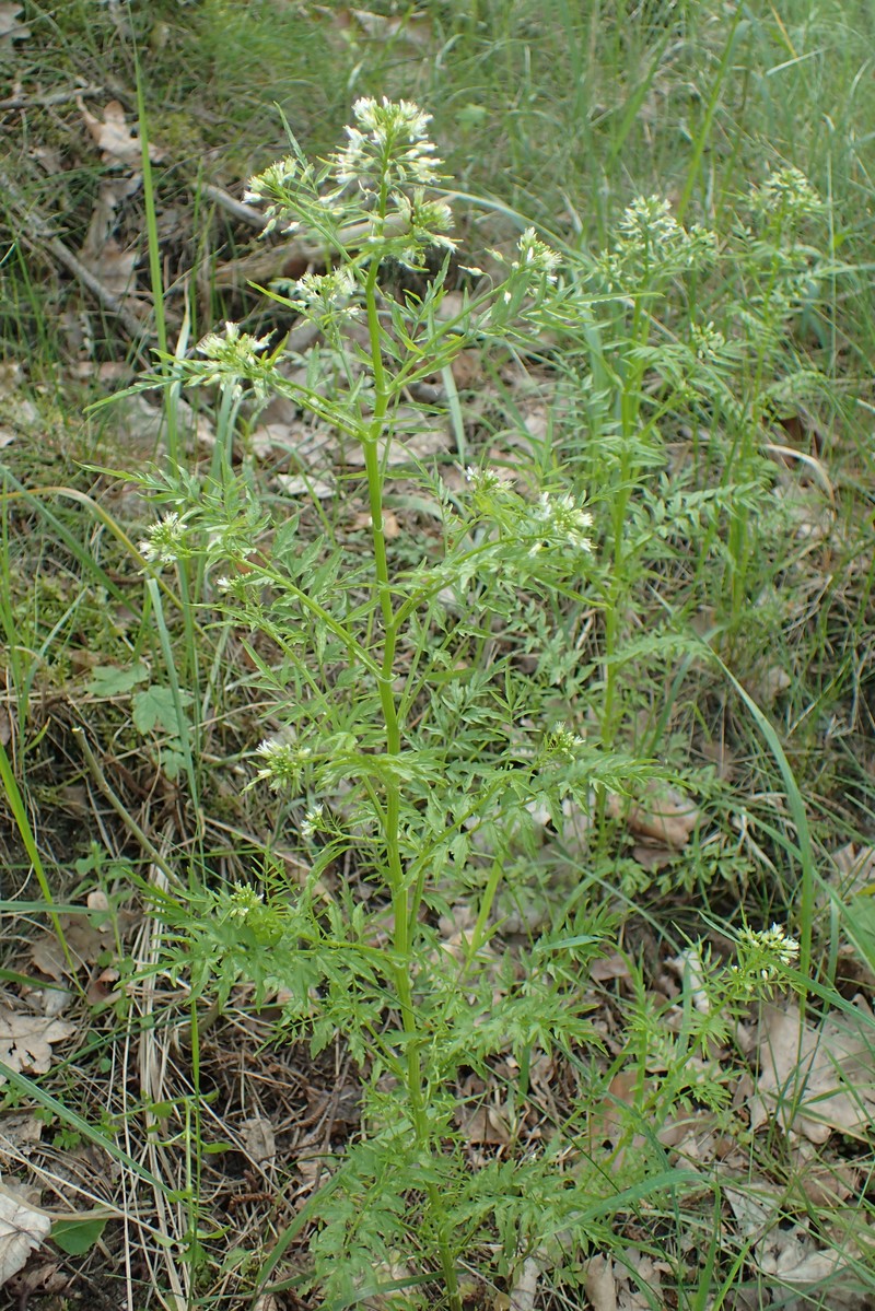 Narrowleaf Bittercress photo 2
