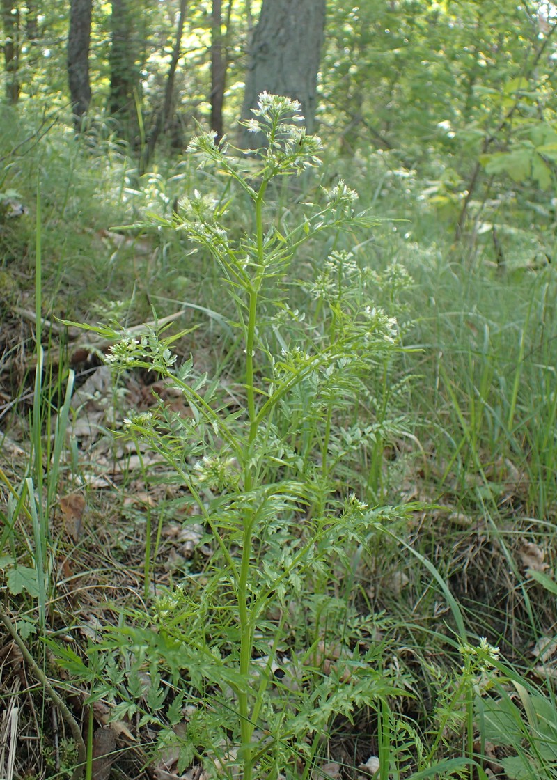 Narrowleaf Bittercress photo 3