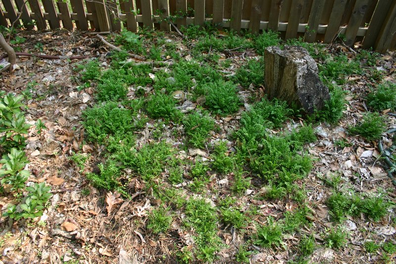 Narrowleaf Bittercress photo 5