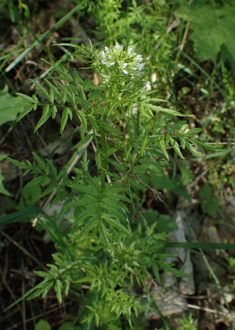 Narrowleaf Bittercress photo 6
