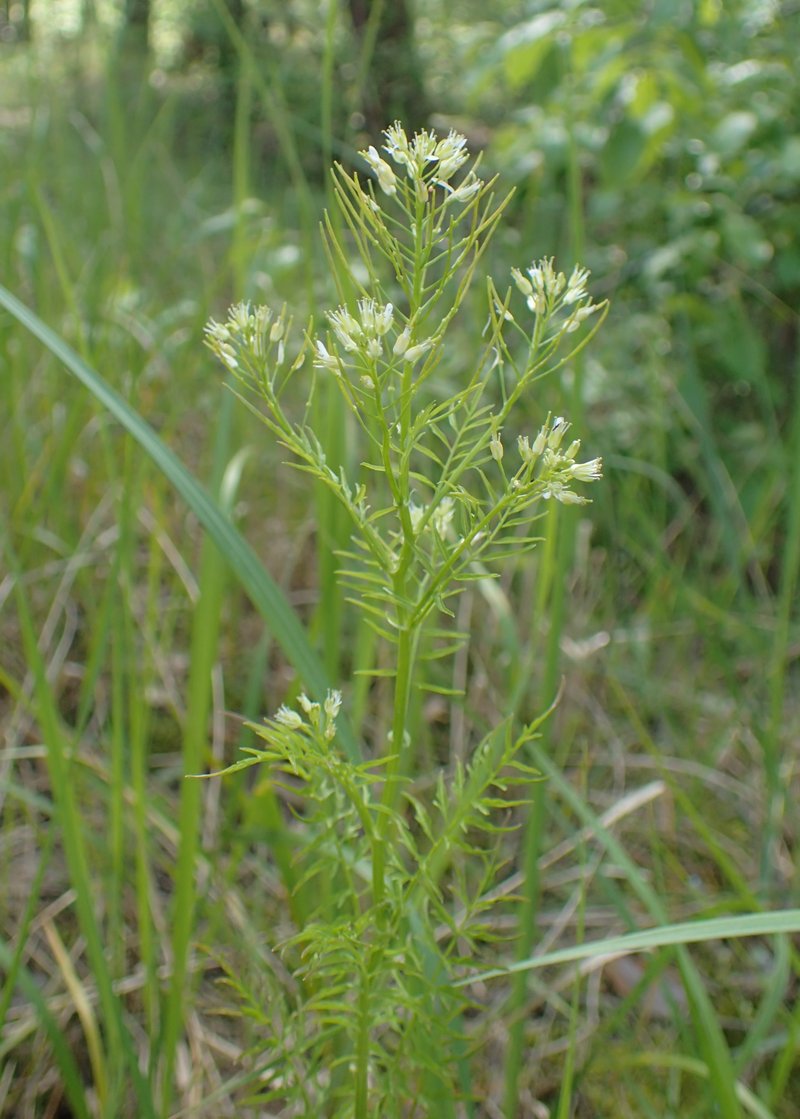 Narrowleaf Bittercress photo 7